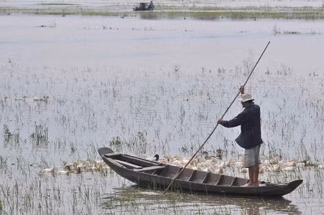 Việc duy trì các bao đê chống lũ hàng chục năm qua được xem là một trong những nguyên nhân góp phần làm cho khô hạn và xâm thực mặn tại các tỉnh ĐBSCL gay gắt hơn. Ảnh chụp mùa lũ năm 2015 trong một ô đê bao khép kín tại vùng Đồng Tháp Mười.