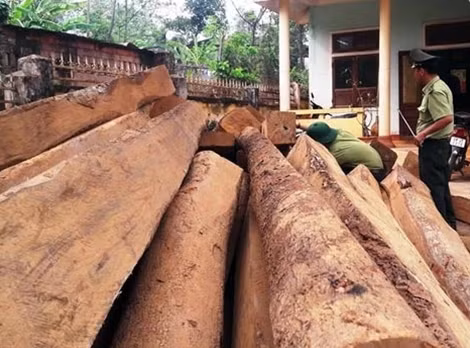 Gỗ lậu thu giữ tại thôn An Tiêm, xã Tân Thành.