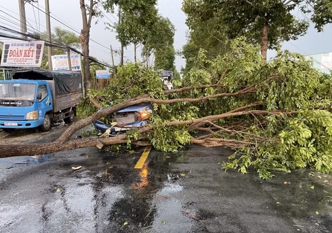 Chiếc ôtô bị nhánh cây đè lên.
