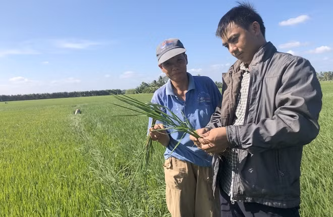 Bà Nguyễn Thị Năm ngụ xã Trung Thành Tây, huyện Vĩnh Liêm trồng 5,5 công lúa đang 60 ngày tuổi, cây lúa đang giai đoạn làm đòng chờ vô nước trổ bông nếu độ mặn không giảm và không bơm nước vào ruộng thì đất sẽ bị nứt nẻ.