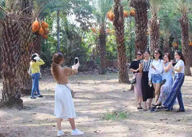 Vườn chà là có hơn 100 cây trên 10 năm tuổi, đây được xem là vườn chà là lớn nhất miền Tây hiện nay. Chủ vườn chà là cho biết, khu vườn chà là kiểng này mở cửa phục vụ khách tham quan hơn hai tuần qua. Đây là năm đầu tiên khu vườn mở cửa đón khách vào tham quan, chụp ảnh với giá vé 20.000 đồng/người.