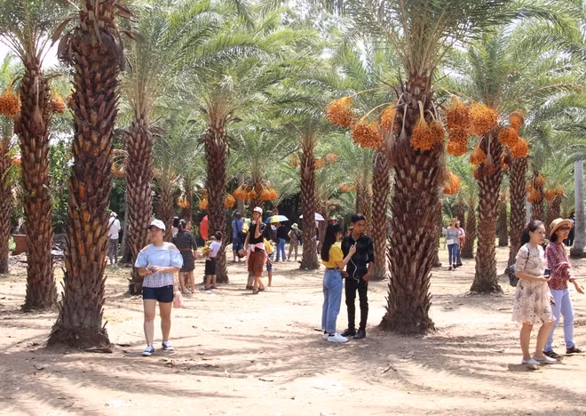 Vườn chà là nằm trên tuyến đường hoa Sa Nhiên - Cai Dao thuộc phường Tân Quy Đông, TP Sa Đéc, tỉnh Đồng Tháp. Từ cổng làng hoa Sa Đéc vào khoảng 1km, du khách có thể thấy vườn chà là đang cho trái rộ, từng chùm trái rũ xuống rất đẹp mắt.