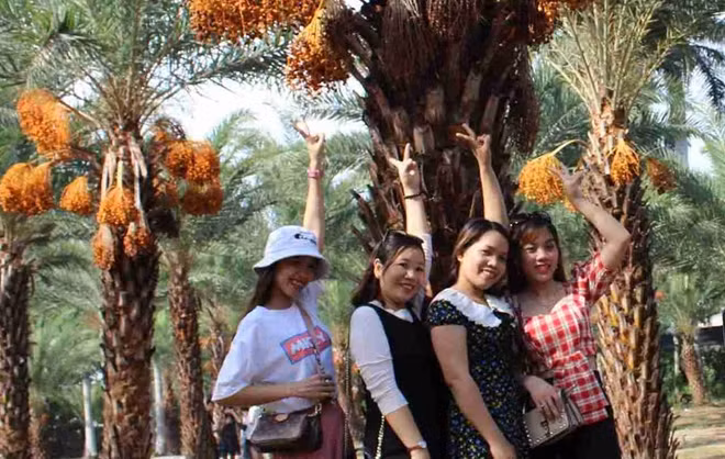 Những ngày qua lượng khách đến tham quan, chụp ảnh ngày một đông. Khu vườn đón từ 400 – 500 khách/ngày, riêng những ngày cuối tuần lên đến khoảng 1.000 khách.