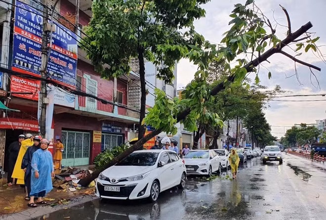 Cây xanh ngã đổ, bật gốc đèn lên ôtô.