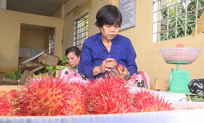 Chôm chôm tăng giá trở lại.