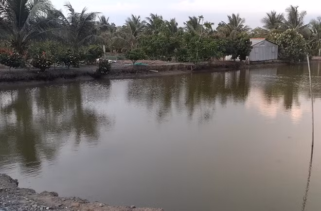 Ao cá Koi của người dân.
