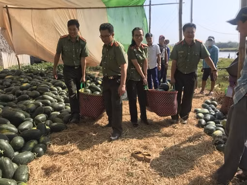 Giải cứu hàng trăm tấn dưa hấu giúp nông dân Quảng Nam “chạy ngập” ảnh 7