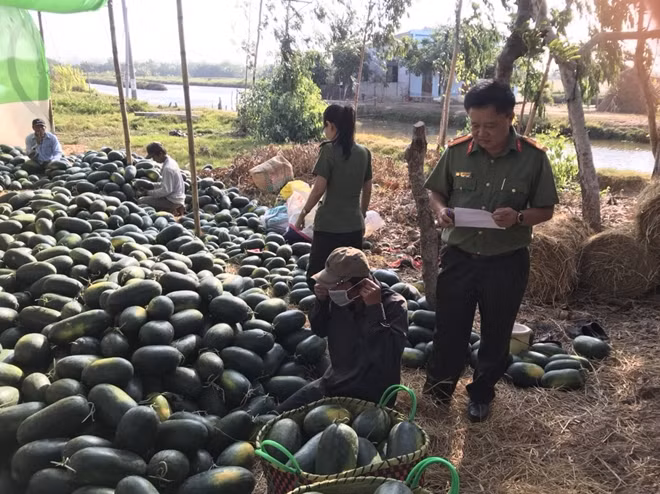 Trung tá Trần Thanh Hoài, Phó trưởng phòng 9 - Cục Hậu cần cùng cán bộ, chiến sĩ đến tận nơi mua dưa của người dân.