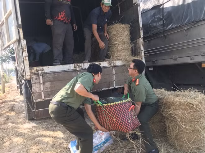Đưa dưa lên xe, chở từ Trà Vinh về TP Hồ Chí Minh.