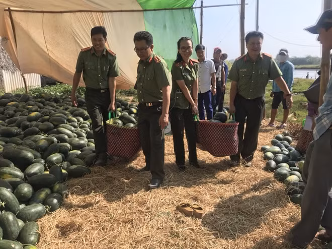 Cán bộ, chiến sĩ tham gia mua dưa từ ruộng để đưa về TP Hồ Chính Minh.