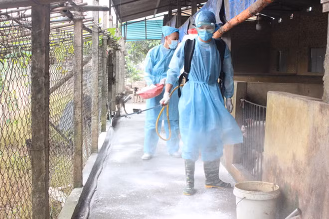 Cơ quan chức năng đang tiến hành phun thuốc khử trùng, tiêu độc xung quanh chuồng trại chăn nuôi.
