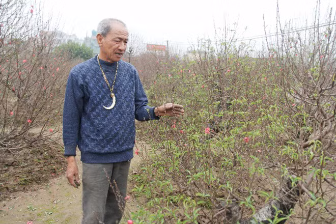 Ông Chung, người trồng đào lâu năm bên cạnh cây đào thế ngũ cung. Ông Chung, người trồng đào lâu năm bên cạnh cây đào thế ngũ cung.