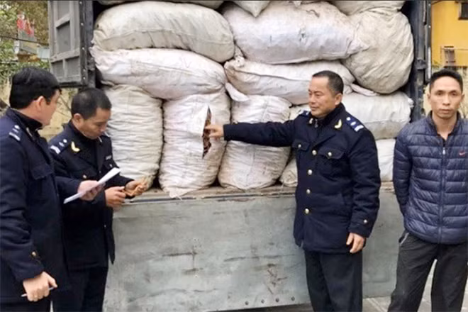 Lực lượng chức năng Quảng Ninh phát hiện một lượng lớn ba kích nhập lậu.