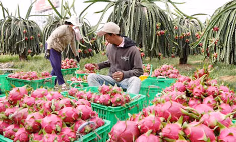 Tháo gỡ khó khăn, thúc đẩy tiêu thụ thanh long ở thị trường nội địa ảnh 3
