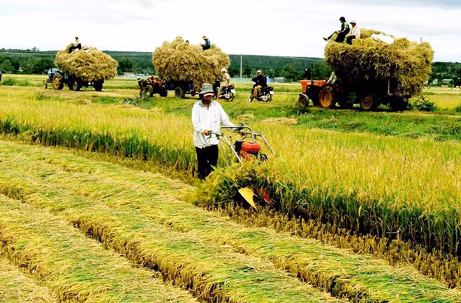 Năng suất sử dụng đất nông nghiệp của Việt Nam chỉ bằng 1/3 Thái Lan, Indonesia.