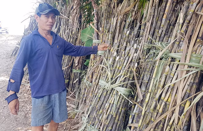 Nông dân trồng mía than lỗ, muốn chuyển đổi cây trồng.