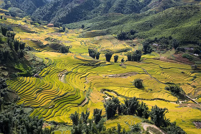 Những nương lúa ngả vàng đẹp mê hồn nhìn từ Cáp treo Fansipan.