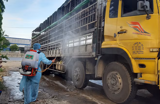 Các chốt kiểm dịch phun thuốc khử độc, tiêu trùng các xe tải chở lợn qua địa bàn tỉnh Quảng Nam.