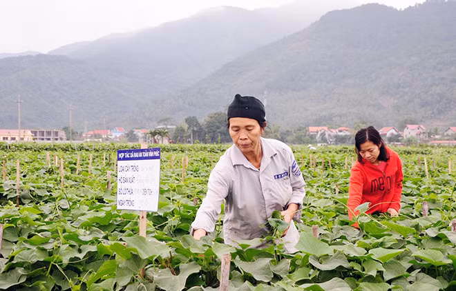 Sản phẩm rau su su an toàn của HTX Rau an toàn Vĩnh Phúc. Ảnh: baovinhphuc.com.vn