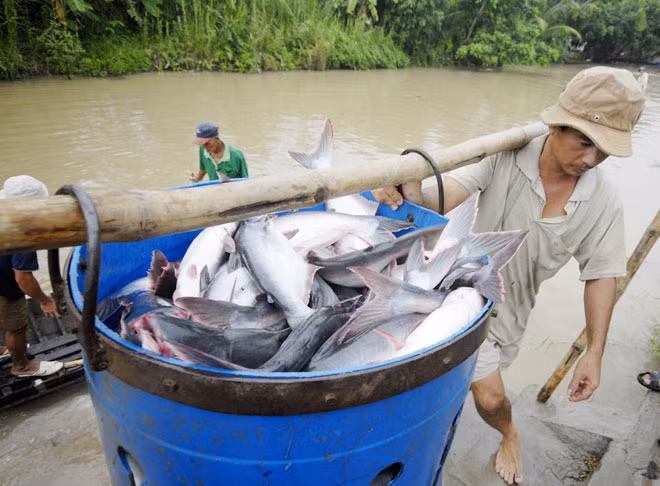 Thu hoạch cá tra ở Đồng bằng sông Cửu Long. Thu hoạch cá tra ở Đồng bằng sông Cửu Long.