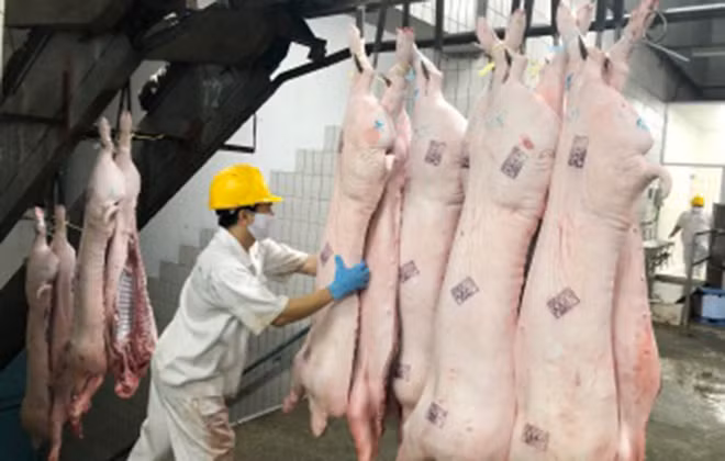 Thịt lợn giết mổ đưa vào tiêu thụ đảm bảo quy định. Thịt lợn giết mổ đưa vào tiêu thụ đảm bảo quy định.