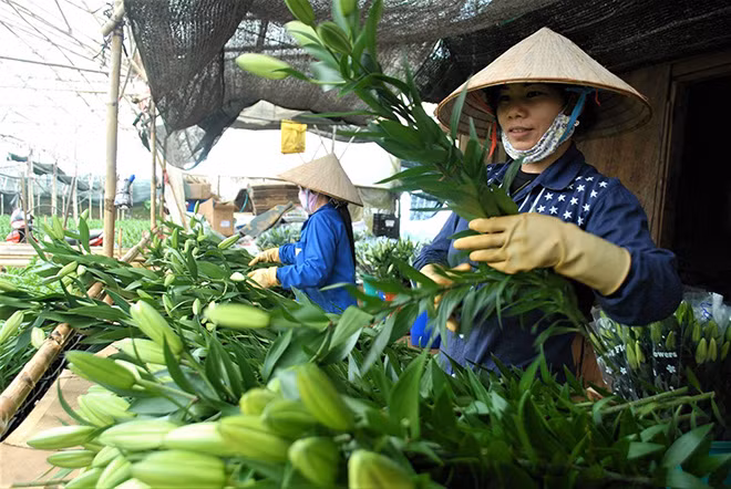 Cuối năm, người lao động từ khắp nơi tới Đà Lạt làm hoa Tết.