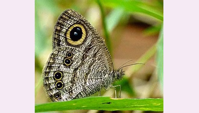 Một con bướm nguỵ trang bằng cách bắt chước để hù doạ kẻ thù.