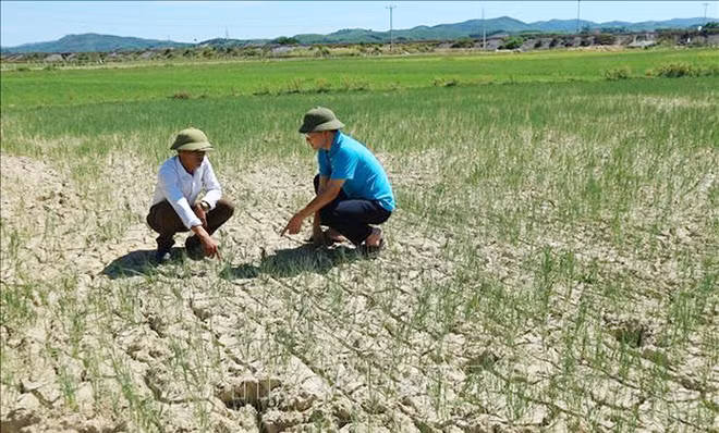 Nhiều vùng lúa tại Hà Tĩnh nguy cơ mất trắng do khô hạn.