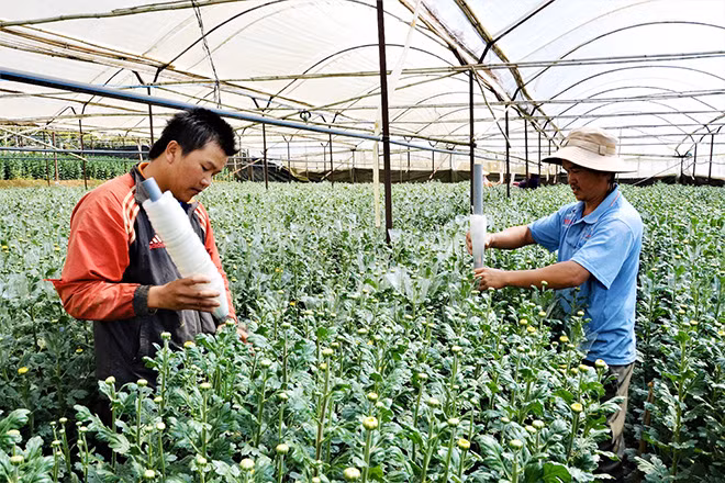 Người dân Đà Lạt chăm sóc hoa Tết 2019.