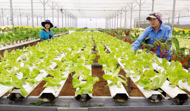 Muốn giải quyết được điểm nghẽn, các doanh nghiệp mạnh phải liên kết với nhau. Muốn giải quyết được điểm nghẽn, các doanh nghiệp mạnh phải liên kết với nhau.