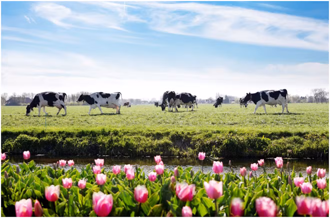 Những trang trại bò sữa khổng lồ của FrieslandCampina tại Hà Lan Những trang trại bò sữa khổng lồ của FrieslandCampina tại Hà Lan