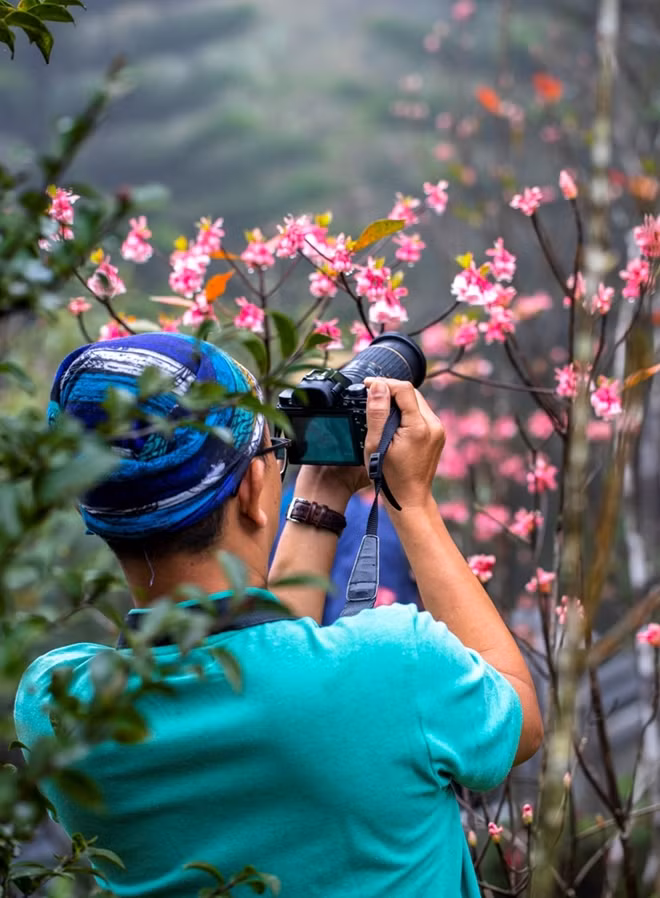 Một nhiếp ảnh gia say mê ghi lại những khoảnh khắc tuyệt đẹp của hoa Đào Chuông trong sương sớm...