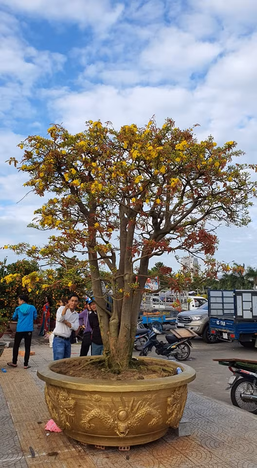 Theo chủ nhân của cây Mai, gia đình anh mua cây mai cổ này khoảng hơn 20 năm trước, trước khi sở hữu cây mai này thì chủ cũ chăm sóc qua 3 đời.