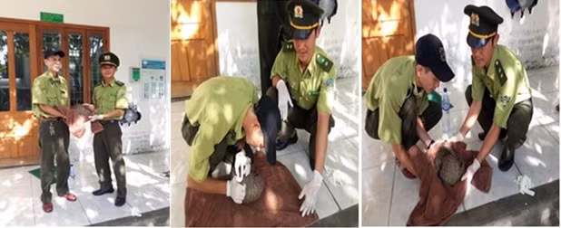 Cần ngăn chặn nạn săn bắt chim yến trái phép ảnh 3