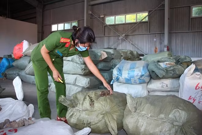 Theo Tổng cục Hải quan: Dược liệu là nguồn nguyên liệu dùng làm thuốc chữa bệnh, là mặt hàng nhạy cảm. Nếu nguyên liệu không bảo đảm tiêu chuẩn nhập khẩu được sử dụng làm thuốc chữa bệnh sẽ ảnh hưởng đến sức khỏe của cộng đồng.