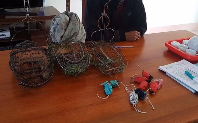 Nhiều cá thể chim hoang dã bị sa lưới đánh bắt...
