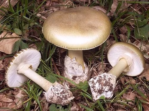 Hái nấm mọc dại về ăn, cả gia đình anh T. nguy kịch trong tình trạng ngộ độc nặng.