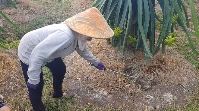 Nhiều ngày qua, những gốc thanh long không có nước để tưới