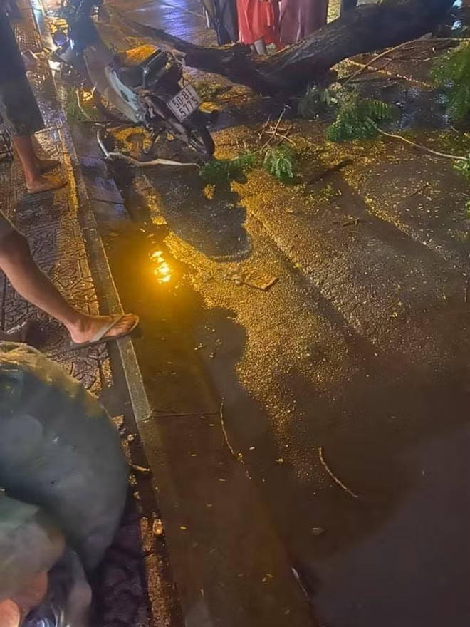 Người đàn ông điều khiển xe gắn máy bị cây ngã đè