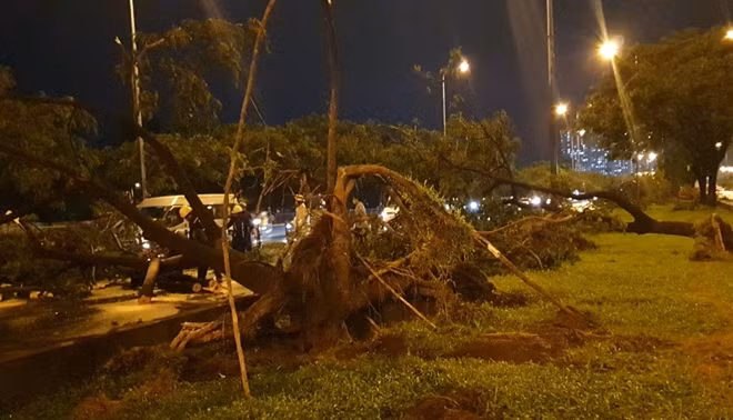 Cây đổ vào làn xe ô tô trên đại lộ Võ Văn Kiệt