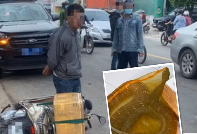 T thời điểm bị bắt quả tang và con rắn hổ mang chúa nặng 20kg