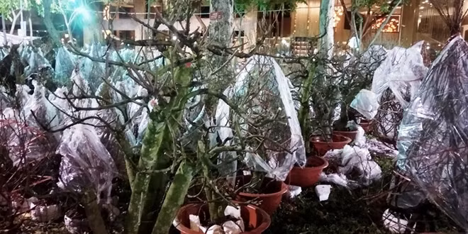 Nhiều người buôn đào phải cắt bỏ cành thu lại gốc đem về dưỡng
