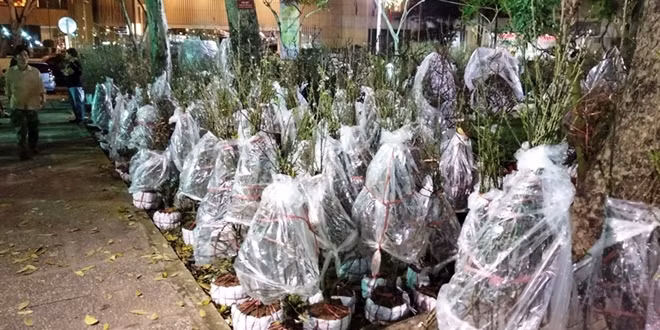 Một số đào còn lại được quấn kỷ để không bị hư