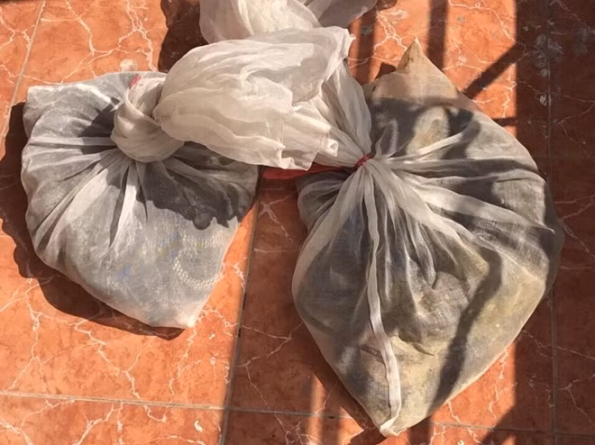 Rắn hổ mang chúa được đựng trong túi lưới