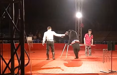 Các nghệ sĩ biểu diễn tiết mục xiếc gấu.