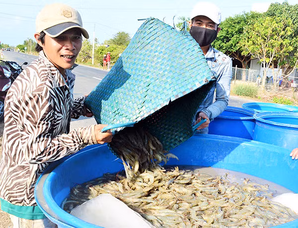 Giá tôm thẻ chân trắng đang ở mức cao, nên người dân tỉnh Bến Tre bất chấp khuyến cáo của ngành chức năng, nuôi tôm ngoài vùng quy hoạch.