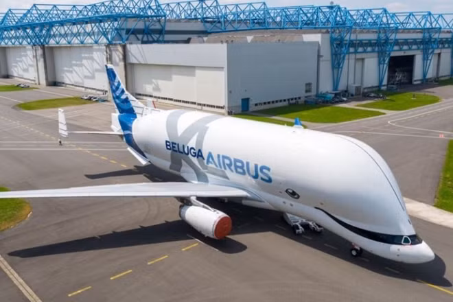 Beluga có ngoại hình của cá voi trắng.