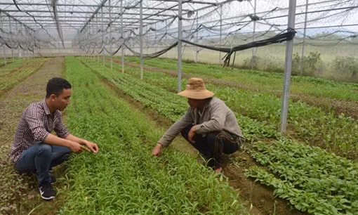 Hiệu quả mô hình trồng rau sạch công nghệ cao ở vùng ven đô thị Đà Nẵng 