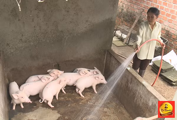 Chị Chi phát triển thêm bầy heo để tăng thu nhập.