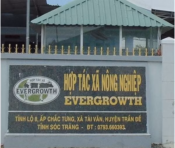 HTX Evergrowth trở thành mái nhà chung cho các xã viên Sóc Trăng. HTX Evergrowth trở thành mái nhà chung cho các xã viên Sóc Trăng.
